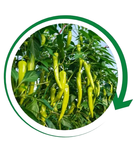 Pulses